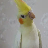 عروس هلندی