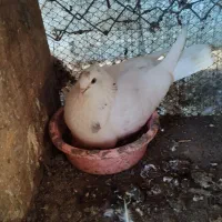 کبوتر|پرنده|تالش, جوکندان|دیوار