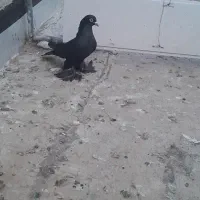 کبوتر قره نر