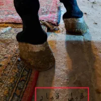 نعلبندی(نعل بندی)