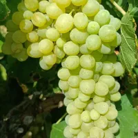 انگور عسگری تازه