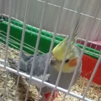 گمشده