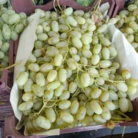 انگور شیره ایی