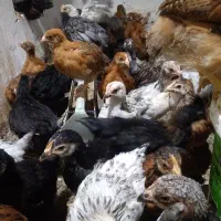 جوجه محلی گلپایگانی  با بهترین واکسیناسیون