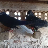 کبوتر دم سفید