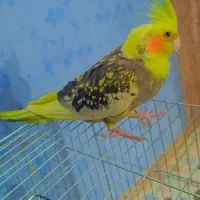عروس هلندی نر و ماده دو عدد