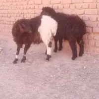 بره ماده