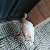 بوقلمون