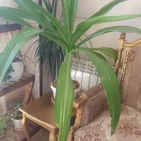 اشک ملکه جوان وزیبا