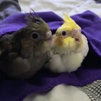 عروس هلندی گم شده