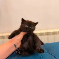 گربه چاکلت بسیار خاص
