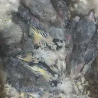 جوجه‌ سهره