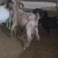 بزغاله داشتی