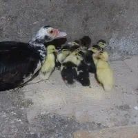 فروش اردک اسرائیلی 15 روزه با مادر