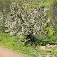 زمین باغی