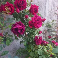 ویلا باغچه سهیلیه تنکمان دولت اباد