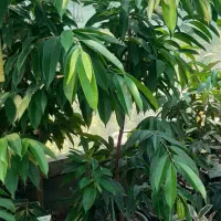 گل آپارتمانی و آناناس رقمmd2