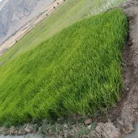 فروش تیولکی نشا شمشیری
