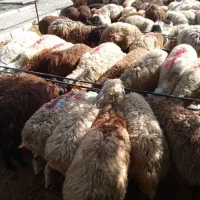قربونی نمادین و گوسفند زنده