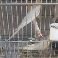 فنج ۴ جفت رو تخم وجوجه
