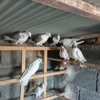 کفترگنجه