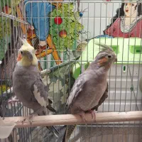 عروس هلندی مولد