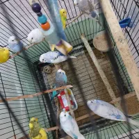 مرغ عشق وکبوتر