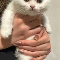 گربه بریتیش ۲ ماهه