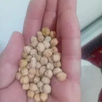 نخود پاییزه داریم و نخود بهاره