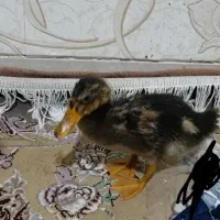 جوجه اردک