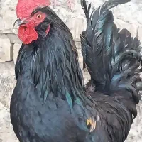 خروسِ کاملاً سیاه پاپر دُرشت جوان زیبا