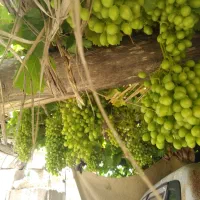 فروش غوره
