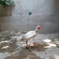 خروس لاری