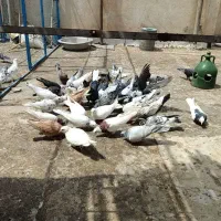 کفتر یاهو‌ رنگی ۵۰ تا