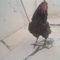 مرغ محلی تخم گذار