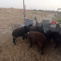 سه عدد میش جوان و چاق