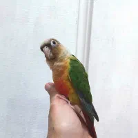 جوجه طوطی گرینچیک ۲ ماهه