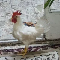 خروس بومی جوان و زیبا