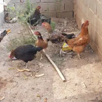 مرغ خروس یکجا فروشی