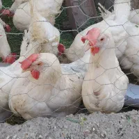 مرغ تخمگذار سفید وزن دوکیلو سنگین