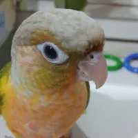 جوجه گرینچیک رد ۳/۵ ماهه دستی