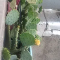 گل کالتوس میوه دار
