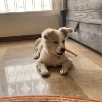 اشپیتز روباهی / ۴ ماهه