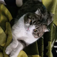 گربه اسکاتیش نرعقیم یکساله