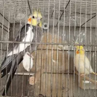 عروس هلندی