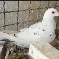 سرور دو رگ