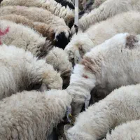 بره نر چاق میش چاق بزغاله چاق بردسیر