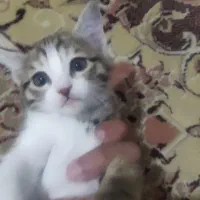 واگذاری گربه