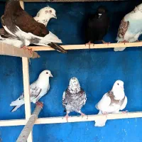کفتر گرو بندی بارجدید رسید