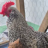 خروس بالغ